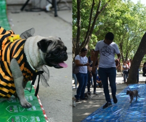 Pasarela animal en la Unimagdalena.