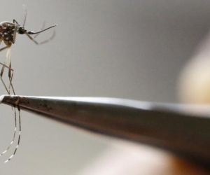 El mosquito Aedes aegypti es el principal transmisor del dengue. 
