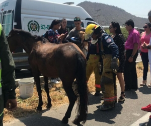 Caballo herido en accidente en El Rodadero. El animal murió horas después.