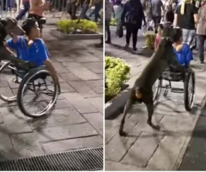 Perro causa emoción por ayudar a su amo en silla de ruedas a transportarse