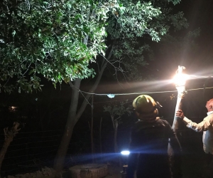 Bomberos rescatan a joven que amenazaba con lanzarse de un árbol