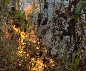 Incendio forestal en la vereda Tigrera. 