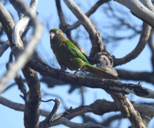 Periquito serrano, una de las especies de aves endémicas en el Magdalena. 