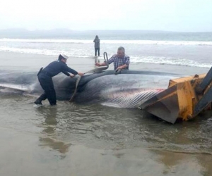 Trabajos de remolque del cuerpo sin vida de una ballena en la orilla de la playa de Tongoy, en la norteña región de Coquimbo (Chile). 