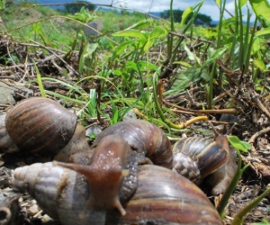 Caracol africano- especie invasora