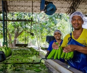 El IV Foro Bananero será un espacio de análisis de la cadena productiva del banano.