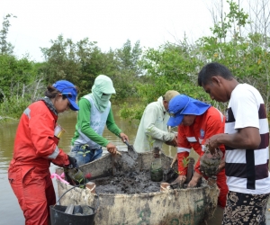restauración de manglar en la ciénaga Grande