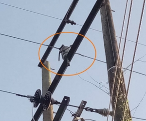 Electricaribe divulgó esta foto en la que se ve una cadena de motocicleta en la red eléctrica.