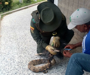 Boa constrictor atrapada en desechos de basura.