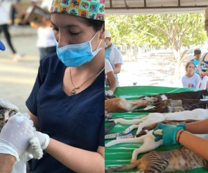 Esterilización de perros y gatos en Santa Marta