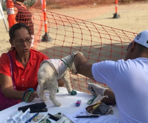 Jornada de esterilización