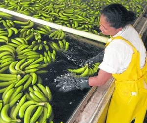 De acuerdo con la asociación, el banano exportado al Reino Unido cuenta con las certificaciones Fairtrade, Global GAP y Rainforest Alliance.