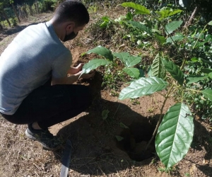 Plantación de árboles durante la campaña 'Santa Marta Siembra'.