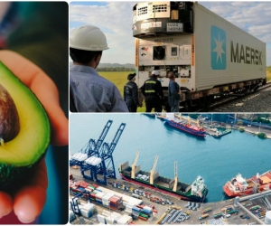 La carga de aguacate Hass fue transportada en contenedores refrigerados.