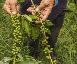 El objetivo de la reunión es presentar trabajos de investigación para contribuir a la solución de los problemas generados por las moscas de la fruta en el continente americano.