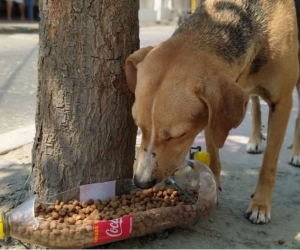 Defensores de los animales buscan ayuda para seguir alimentándolos.