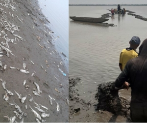 Mortandad de peces en Zapayán y San Zenón.