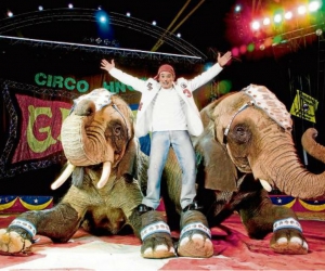 Ningún circo puede usar animales en sus shows según la Ley de Colombia.