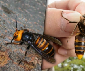 La preocupación además radica en que al ser aniquiladores de las abejas quienes cumplen un papel importante en el ecosistema con su proceso de polinización, estos avispones podrían afectar gravemente el medio ambiente, la producción alimenticia y la biodiversidad mundial.