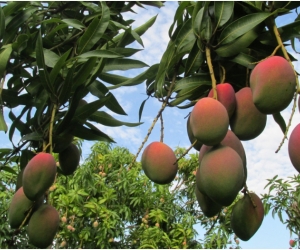 Las acciones se llevan a cabo para asegurar la sanidad del campo colombiano.