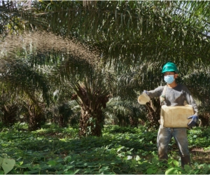 El sector palmero refuerza los protocolos de bioseguridad emitidos por el Ministerio de Salud y Protección Social, los mismos que están orientados a la cadena agroindustrial de la palma de aceite y a las zonas palmeras del país.