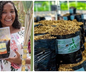 Corpamag apoya varias líneas de negocios verdes en el Magdalena.