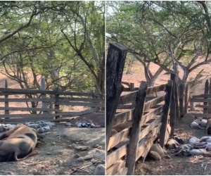 Según el dueño de un predio, el cerdo se está muriendo por la falta de vacuna.