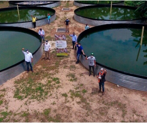 Mensualmente esperan obtener una producción de entre 8 y 12 toneladas del cultivo de Tilapia Roja.