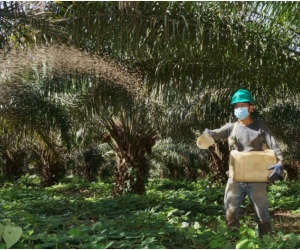 Actualmente, el aceite de palma participa con 64 % del mercado total de aceites y grasas del país.