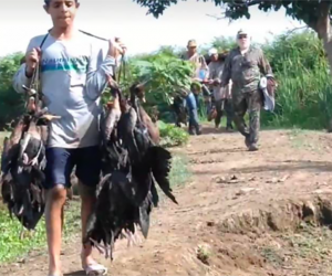 La caza indiscriminada de aves migratorias estaría ocurriendo en Ciénaga Grande de Santa Marta.