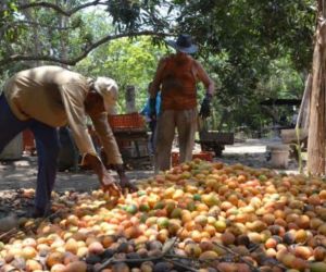 Productores de mango en Magdalena podrían verse beneficiados con la apertura comercial.