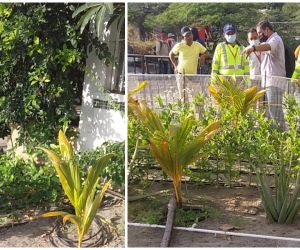 Este fue el jardín que retiró la autoridad distrital para continuar con obras de recuperación del Camellón de El Rodadero.