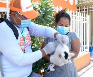 El programa focalizó animales de familias de bajos recursos, y en condición de calle.