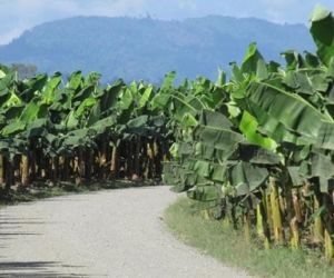 Asesinan a menor de dos años en Zona Bananera. 