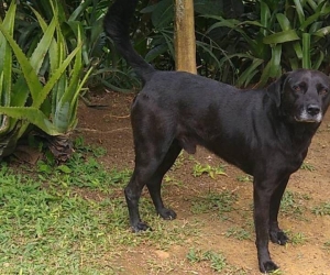 Perro atacado a cuchillo en Copacabana.