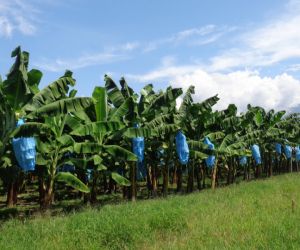 Este proyecto tendrá una duración de 2 años y busca beneficiar a 8.500 productores de banano y plátano en tres países.