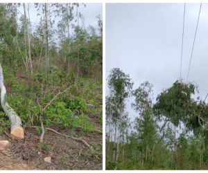 Árboles caídos por tala de dueños de fincas han ocasionado cortes de energía.