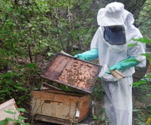 El uso de plaguicidas genera constantemente mortandad de abejas 