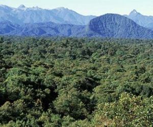 Por la cero deforestación, Fedepalma y la Fundación para la Conservación y el Desarrollo Sostenible firman convenio de cooperación. 