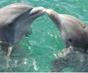 Los delfines fueron encontrados por pescadores en Ciénaga- Tasajera