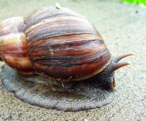Caracol africano.
