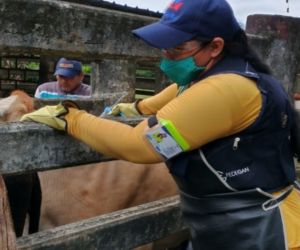 Arauca, Casanare y Guaviare, son los departamentos más sobresalientes en la inmunización contra fiebre aftosa.