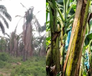 Con este proyecto de ley se busca proteger la agricultura nacional.