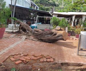 Árbol de Trupillo en Taganga.