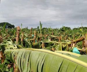 Cultivos se vieron afectados por lluvias.