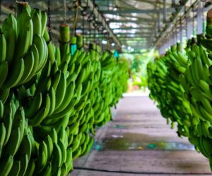 Las exportaciones banano a nivel nacional crecieron 0.8% respecto al 2020.