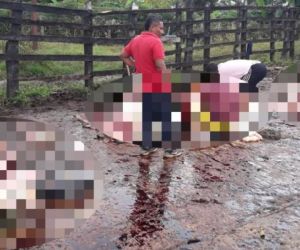 8 vacas recién paridas fuero sacrificadas.