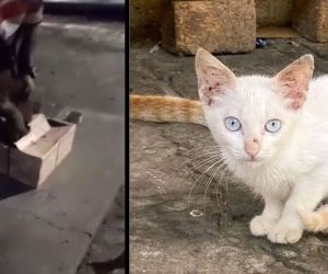 Animalistas alertaron que en el lugar hay un 