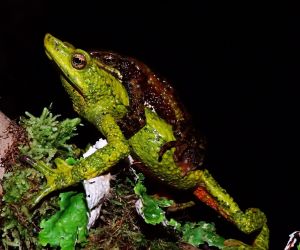 Ranas arlequin