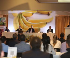 El banano es la fruta que más se produce en Colombia con un total de 2’436.424 toneladas en el 2020.